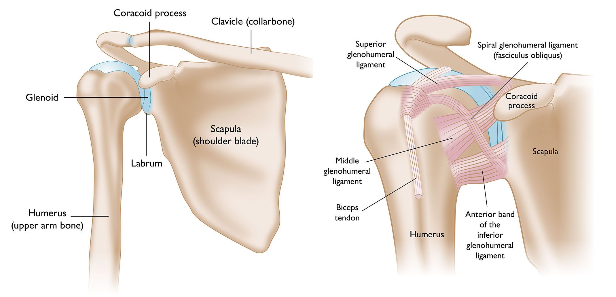 Shoulder Dislocation Consultation